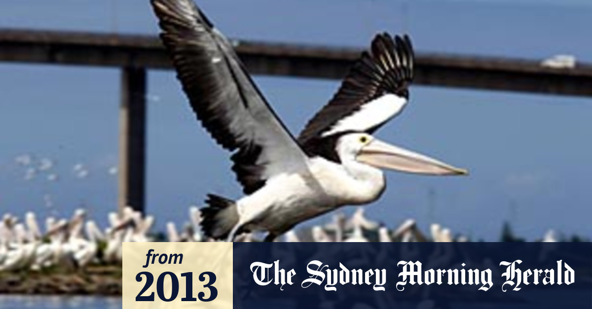 Something smells fishy up in the Hunter